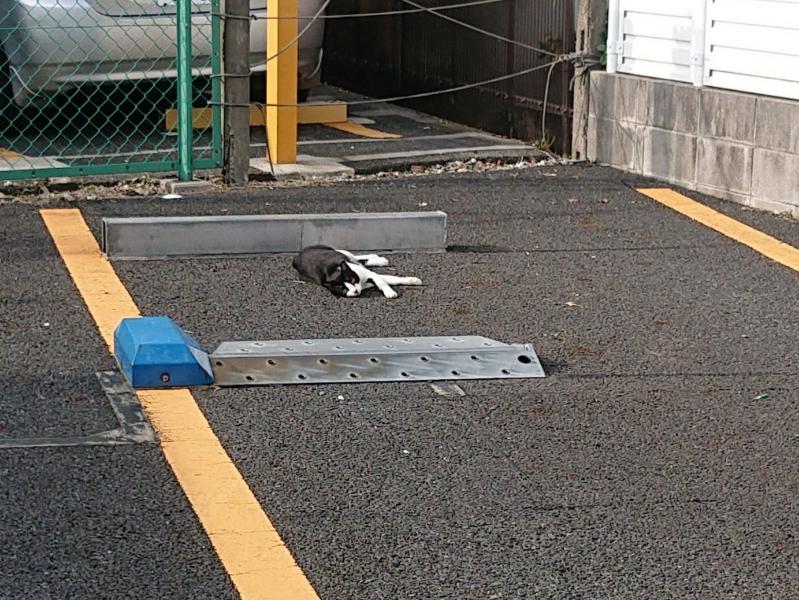 と言うので、急いで駆けつけたら、俺の手には負えない状況だった