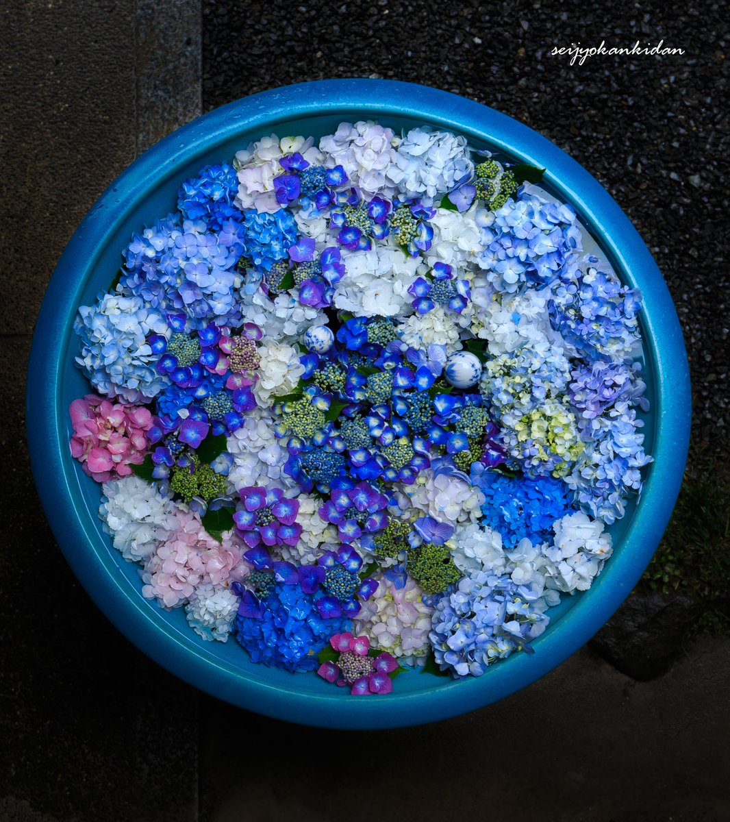 岩船寺の紫陽花手水がまるで小宇宙のように美しい。 