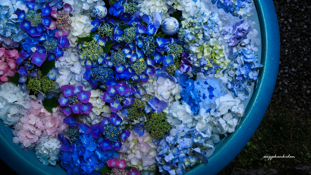 岩船寺の紫陽花手水がまるで小宇宙のように美しい。 