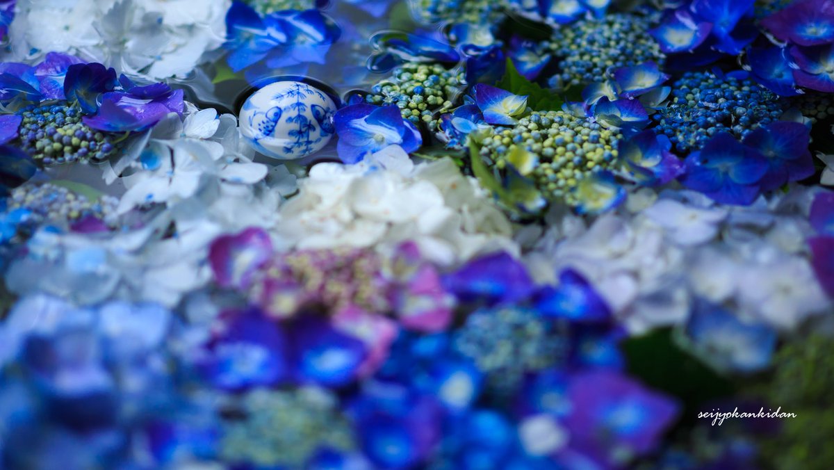 岩船寺の紫陽花手水がまるで小宇宙のように美しい。 