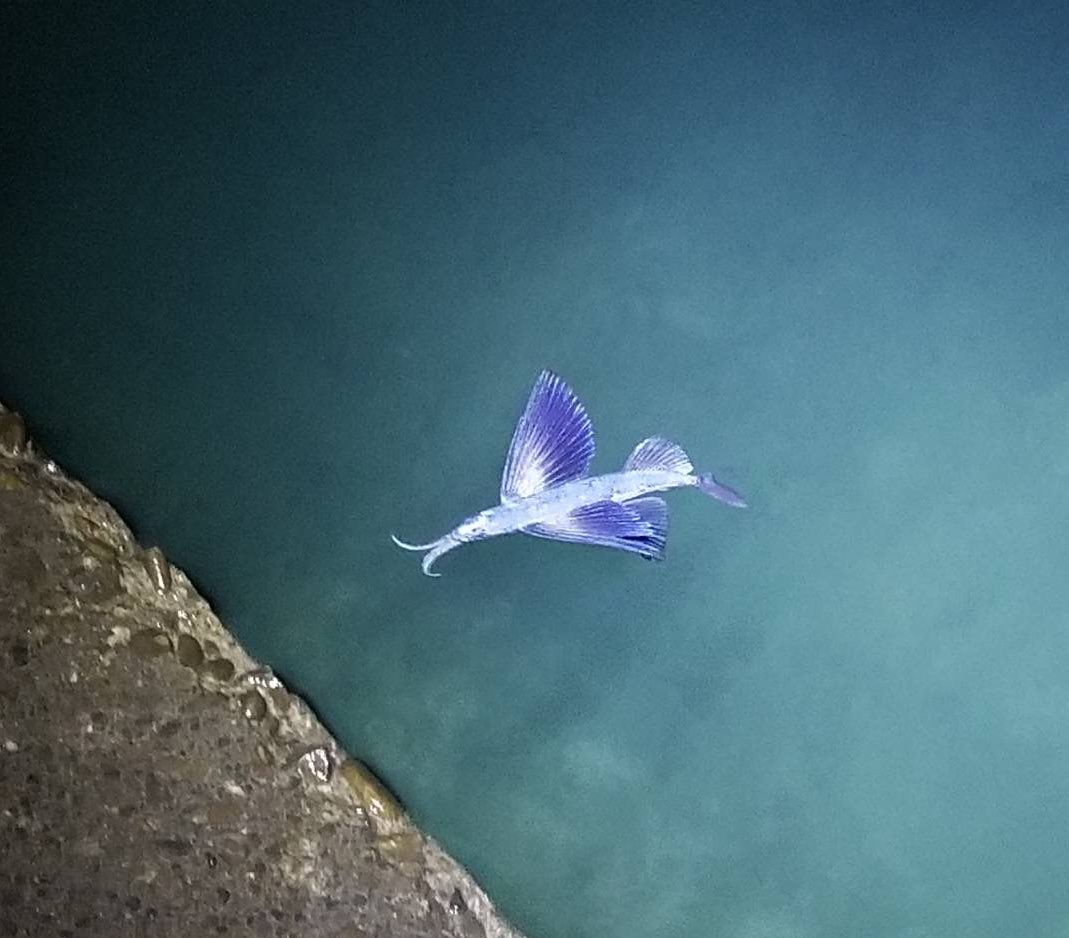 今日、海面のすぐ近くにいたこの美しい色の生き物は何でしょう