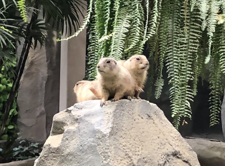 前動物園に行った時の写真見返してて、なんかこれ既視感あるな…って思ってたけどラーメン三銃士だった 