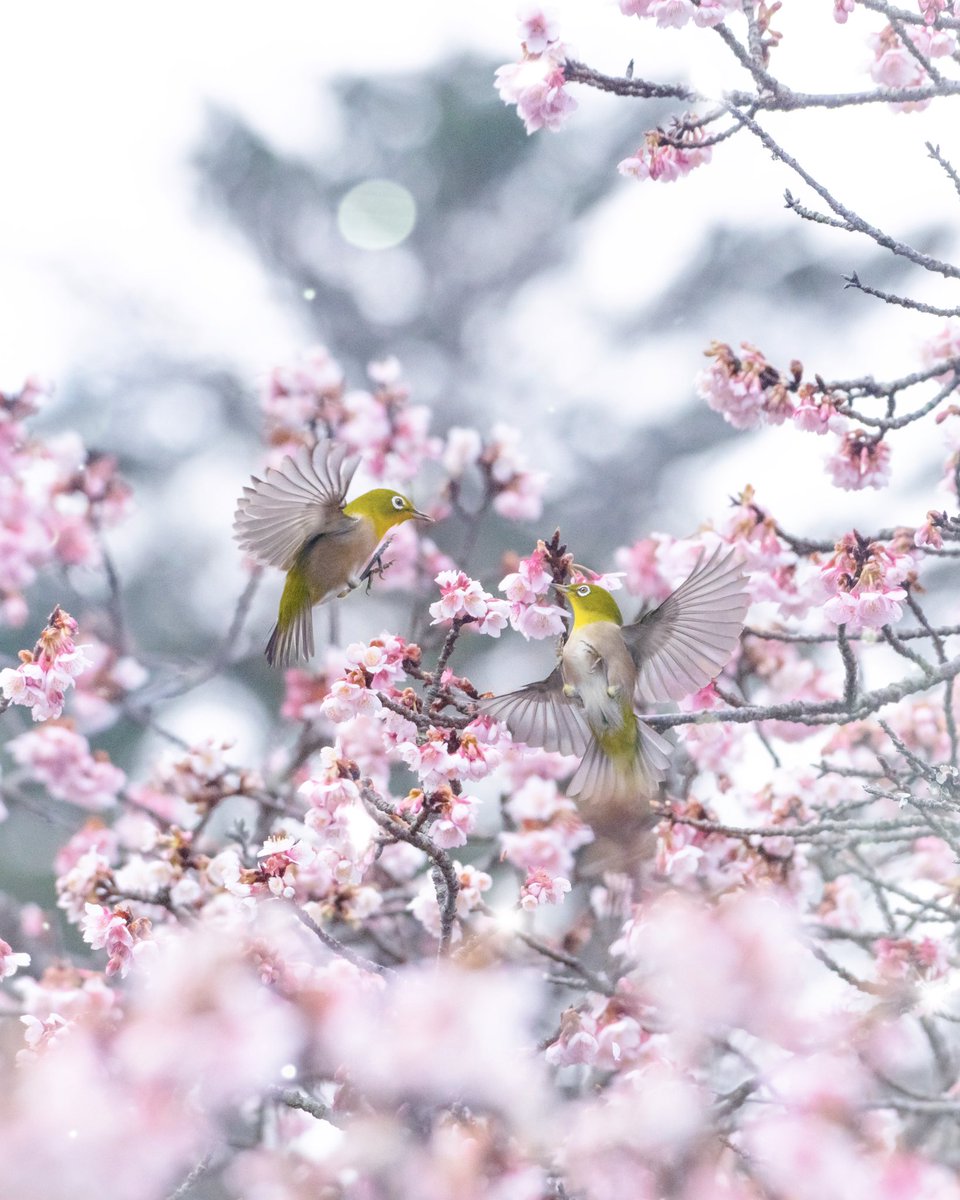  #メジロ #サクジロー #東京カメラ部 #Nikon #D850 #熱海桜 #鎮国寺 
