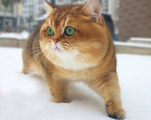 ロシアの猫なんだけど柴犬っぽさと、カニクリームコロッケ感がつよい。 