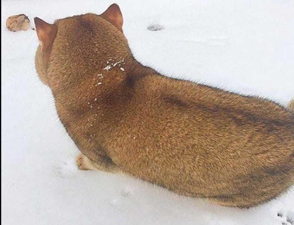 ロシアの猫なんだけど柴犬っぽさと、カニクリームコロッケ感がつよい。 