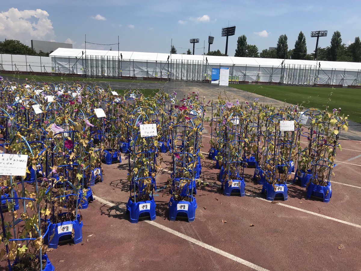 福島の、こどもたちが五輪応援のために提供したのであろうアサガオが、スタジアムからかなり離れた場所に置かれていました