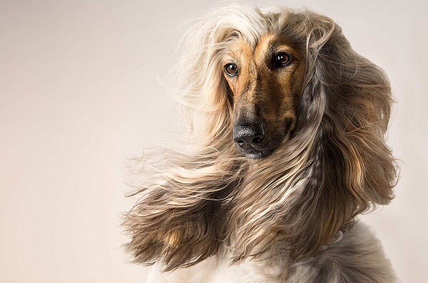 「アフガンハウンド」という犬について調べてたら、貴公子系バンドのボーカルみたいな写真がザクザク出てきて検索をする手が止まらない