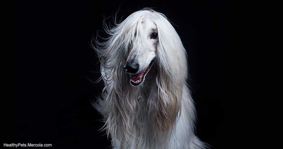 「アフガンハウンド」という犬について調べてたら、貴公子系バンドのボーカルみたいな写真がザクザク出てきて検索をする手が止まらない