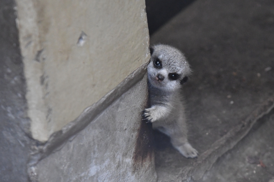  お兄ちゃんが照れ屋さんだった頃の写真でも