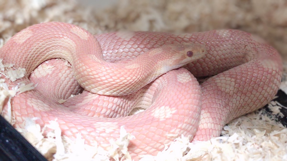 いちごみるくへび 