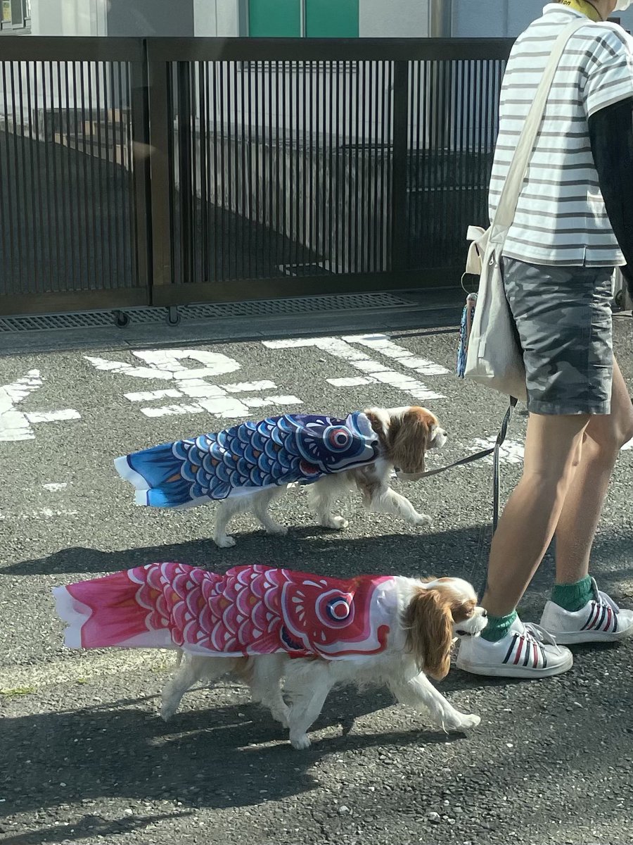 こいのぼり🎏が散歩しとるー。 
