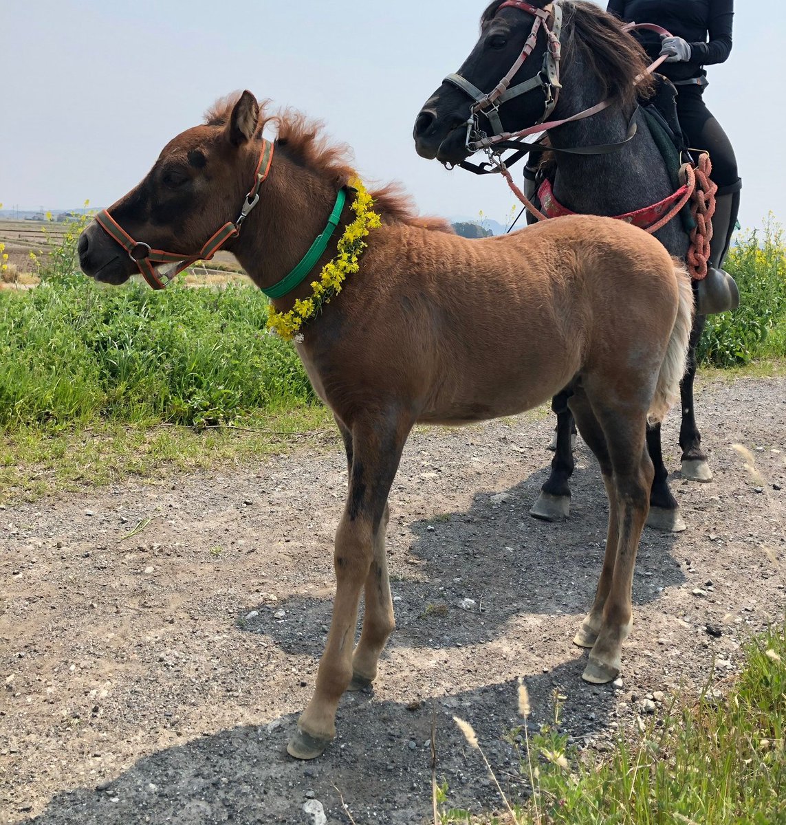 仔馬に花冠つけてあげると、隙をついてお母さんが食べてしまう 