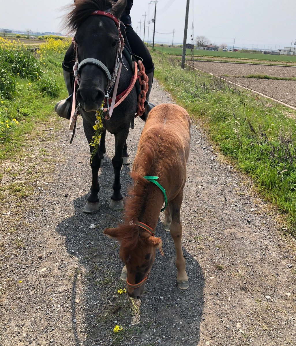 仔馬に花冠つけてあげると、隙をついてお母さんが食べてしまう 