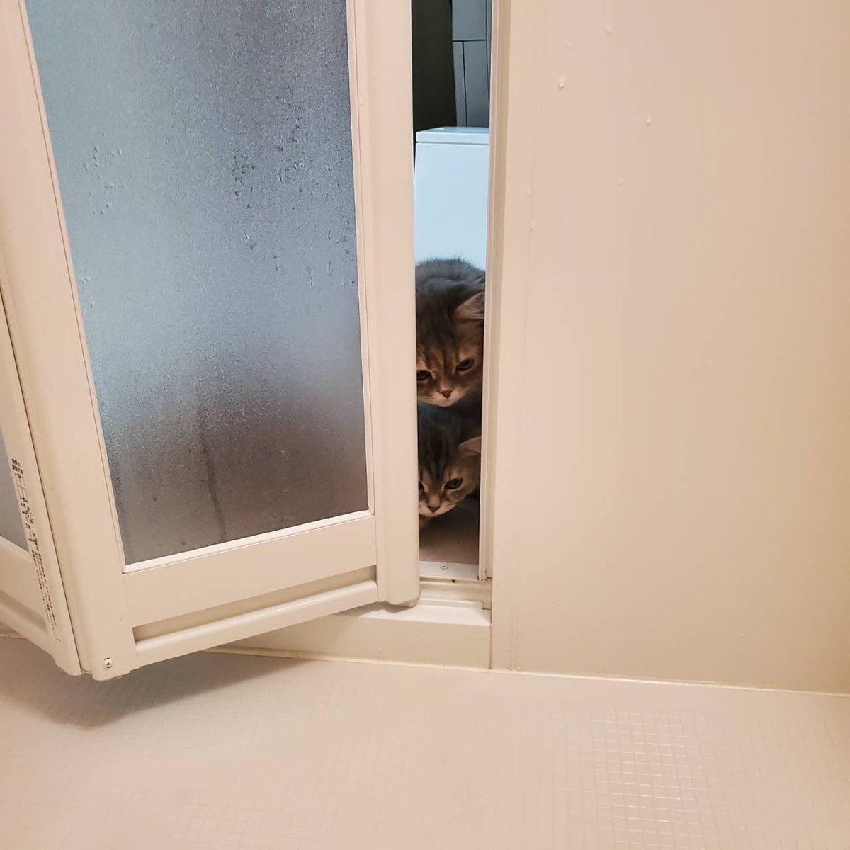 私が出掛ける時の猫達と お風呂に入ってる時の猫達 