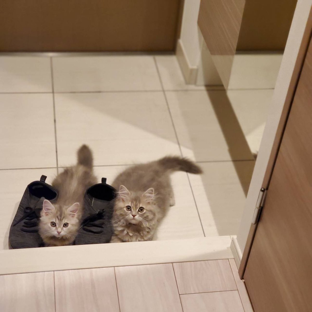 私が出掛ける時の猫達と お風呂に入ってる時の猫達 