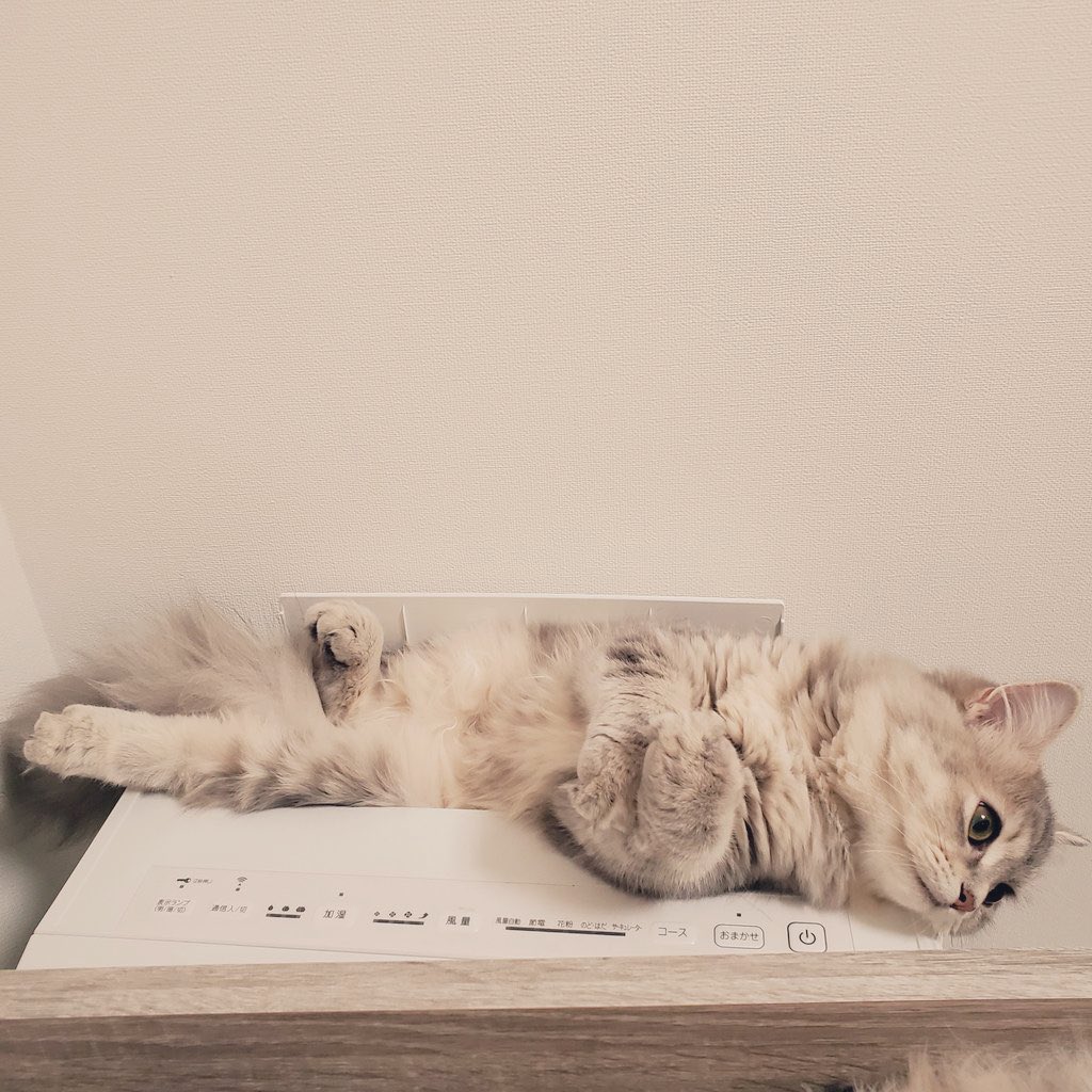 うちの猫、空気清浄機好き過ぎるんだよな