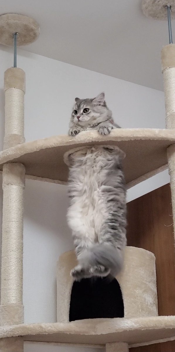 ここで大型猫の1年間での成長を振り返ります。 