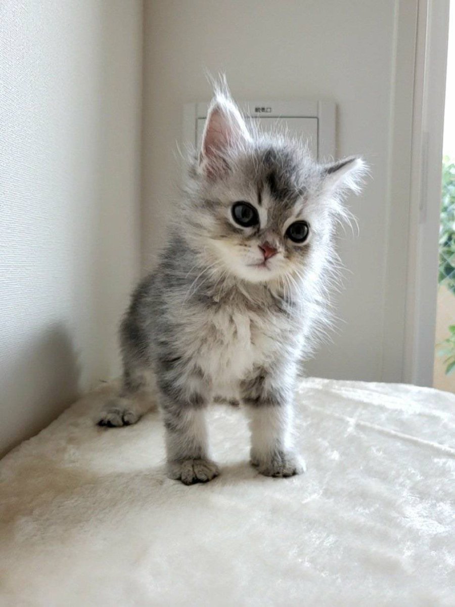 ここで大型猫の1年間での成長を振り返ります。 