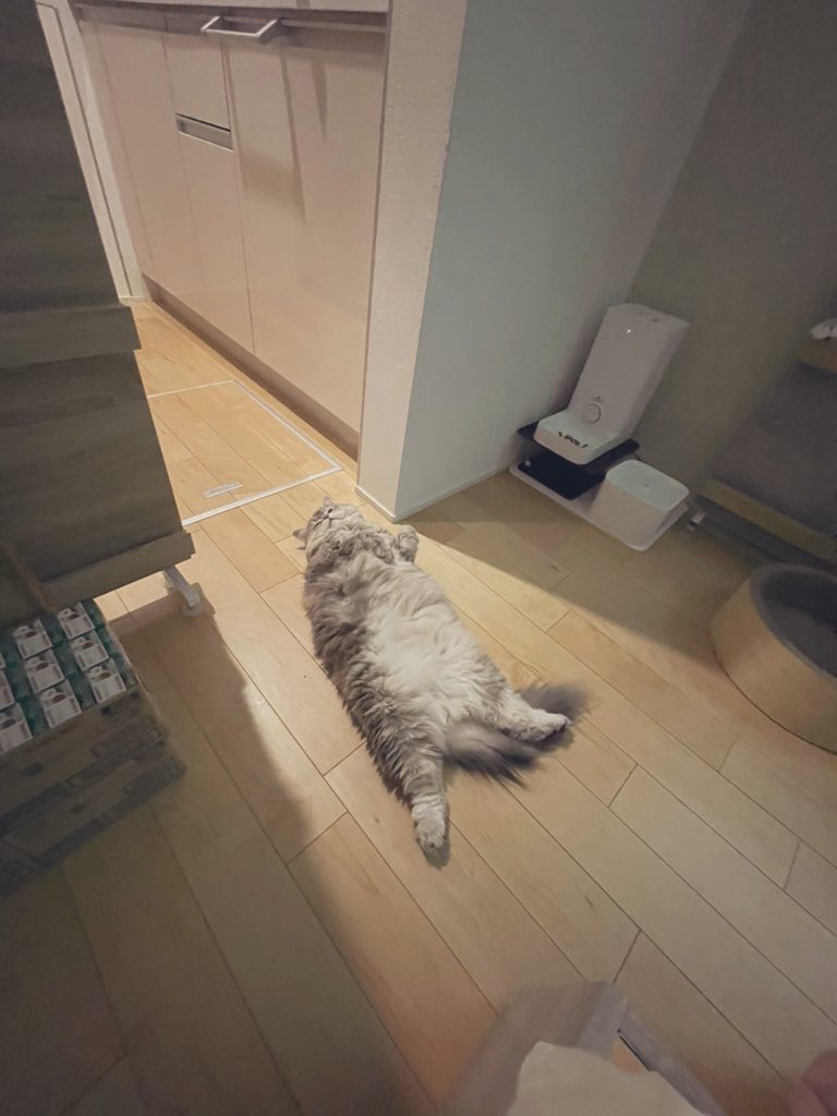 ここで大型猫の1年間での成長を振り返ります。 