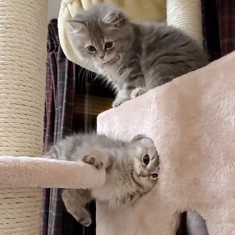 ここで大型猫の1年間での成長を振り返ります。 