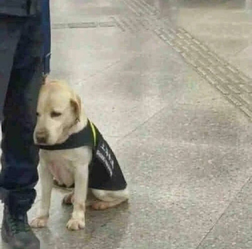 彼🐶の仕事初日…🥺🥺🚓👮‍♂️🐶💦 