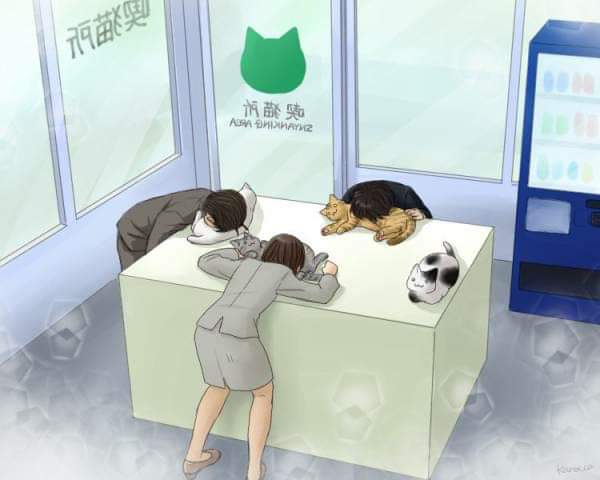 喫猫所でちょっと一匹する。 