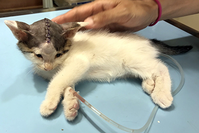 工事現場で瓦礫の下敷きになって頭を潰されてしまったぴいこちゃんと言う猫を支援しています