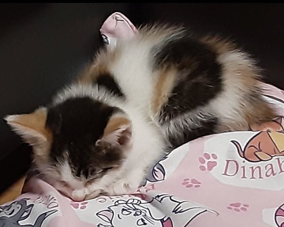 我が家も手いっぱいなのでケージだけお貸しして「心当たりを聞いてみますねー」などと言っていたら…何と