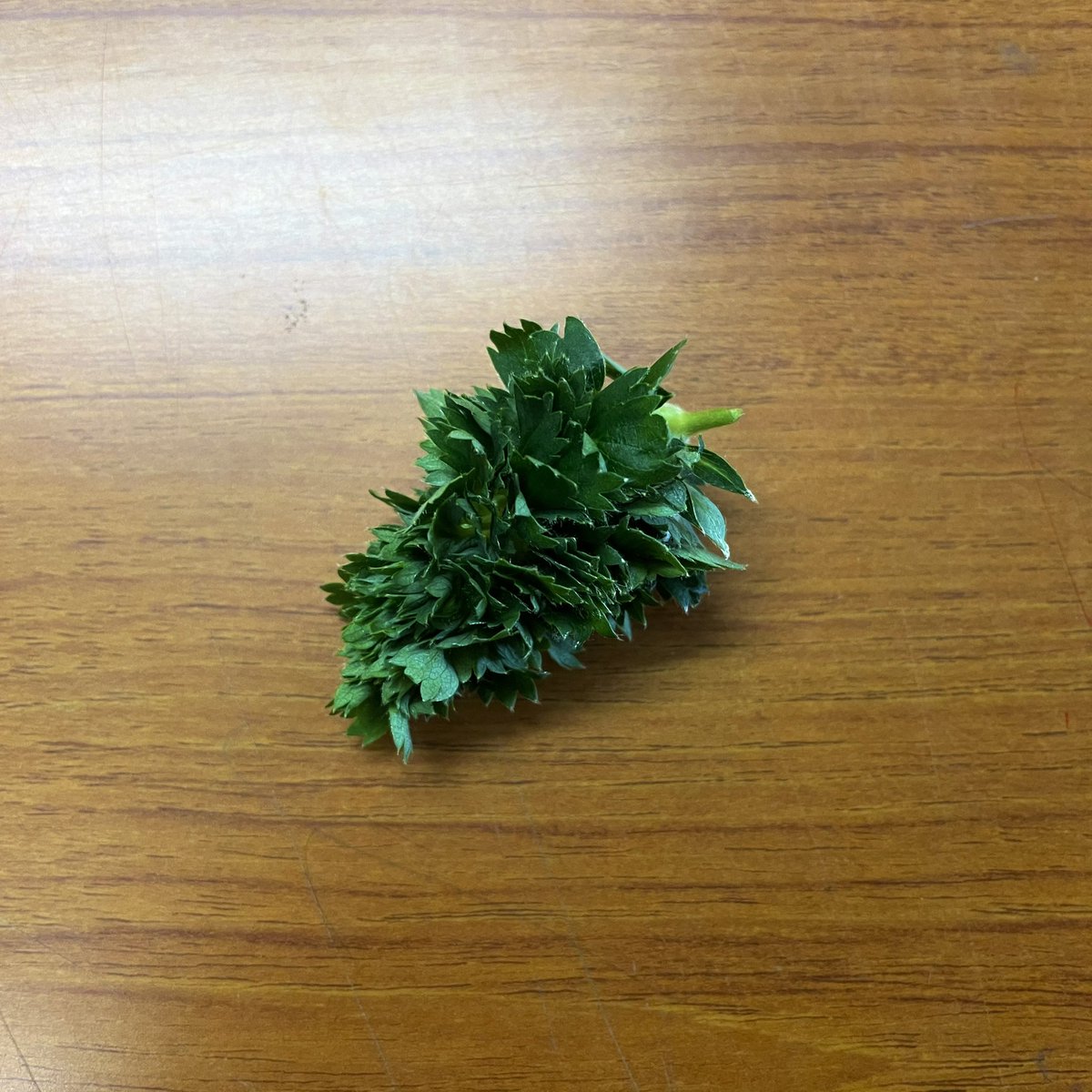 イチゴの粒々が発芽しちゃうとどうなるのか、実はごく稀にそうなっちゃう子がいるんです