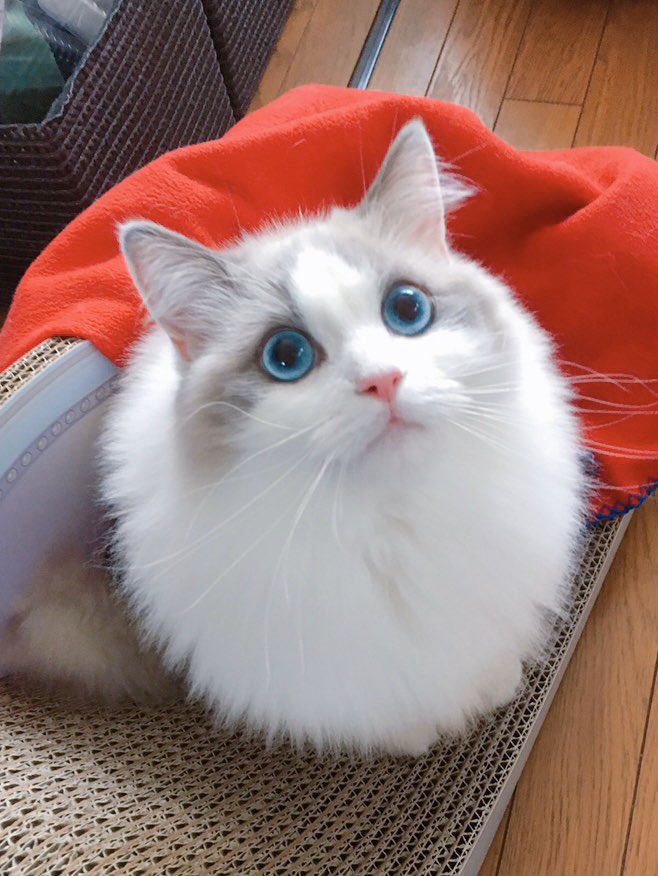 ネチコヤンかと思っていたら、まさかの小トトロだったからびっくりよ〜👀  #ネチコヤンと暮らしていたはず写真展  #ラグドール 