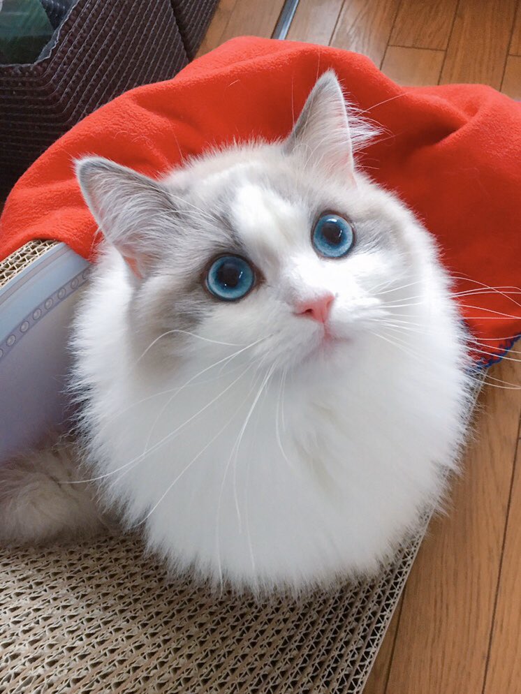 ネチコヤンかと思っていたら、まさかの小トトロだったからびっくりよ〜👀  #ネチコヤンと暮らしていたはず写真展  #ラグドール 