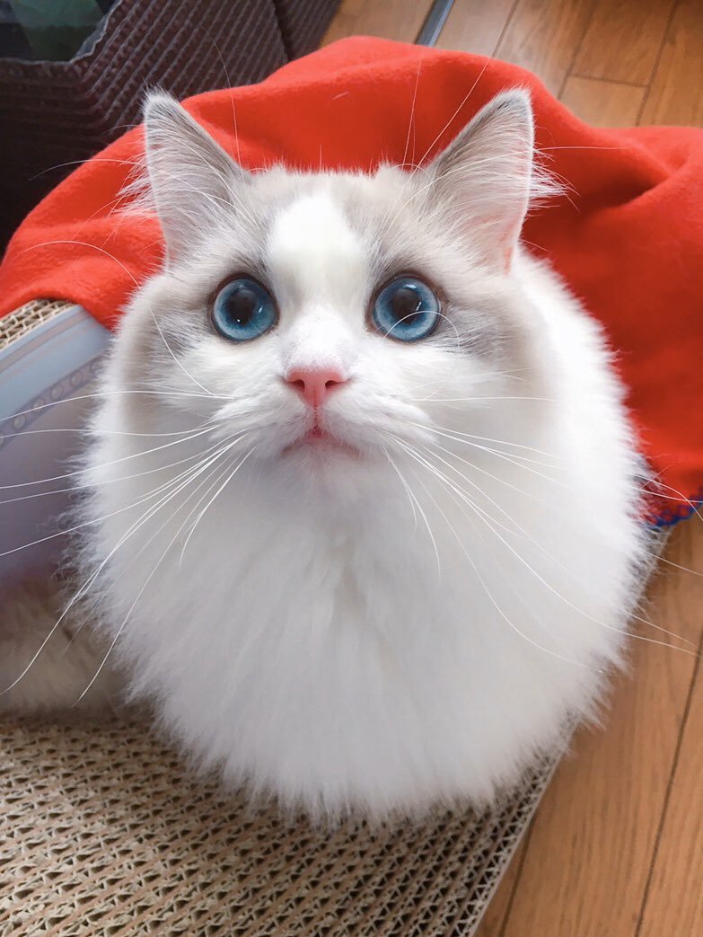 ネチコヤンかと思っていたら、まさかの小トトロだったからびっくりよ〜👀  #ネチコヤンと暮らしていたはず写真展  #ラグドール 