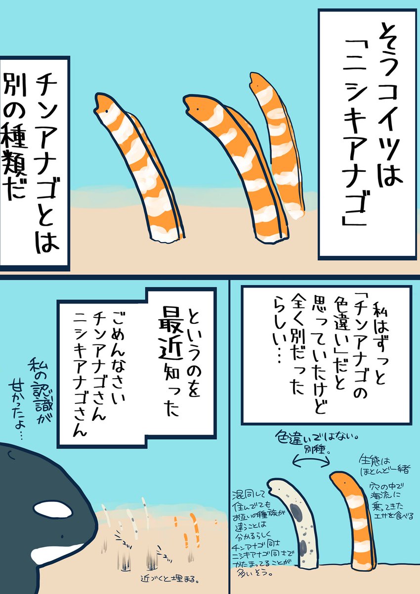 お前チンアナゴじゃなかったのか… 