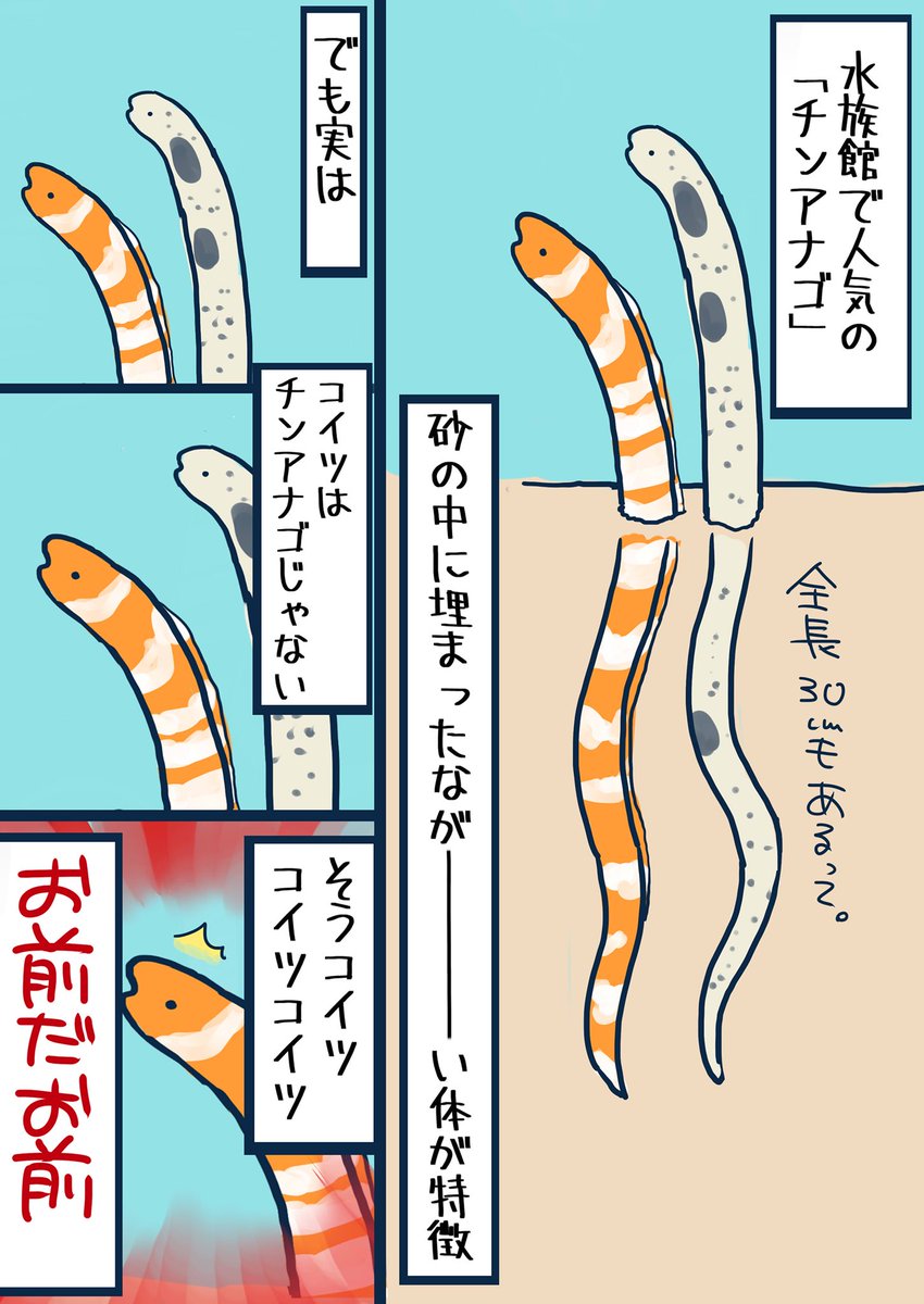 お前チンアナゴじゃなかったのか… 