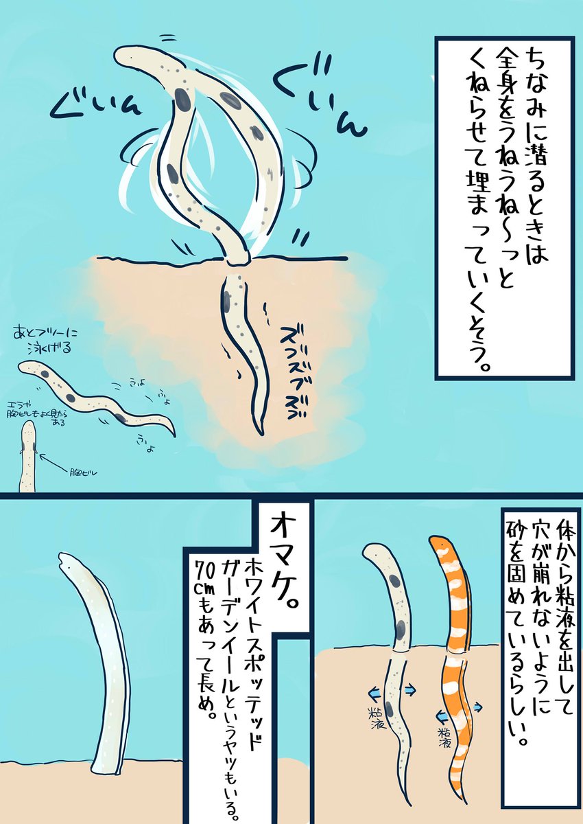 お前チンアナゴじゃなかったのか… 