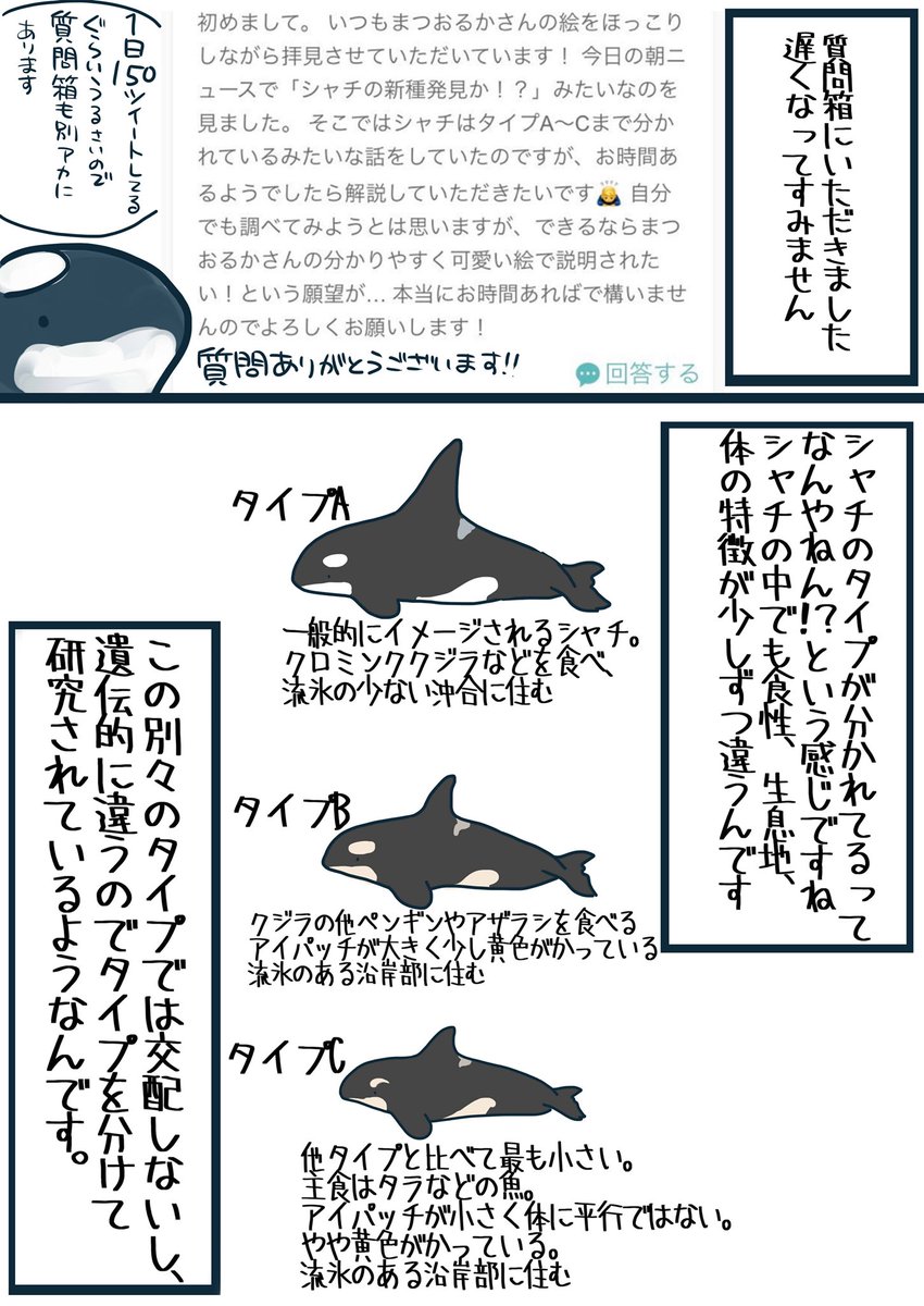シャチのタイプの話について〜 私も別に研究者でもなんでもなくただのシャチ好き一般民なのでWikipedia参照に「たぶんこういうことだと思いますよ〜」て感じです 