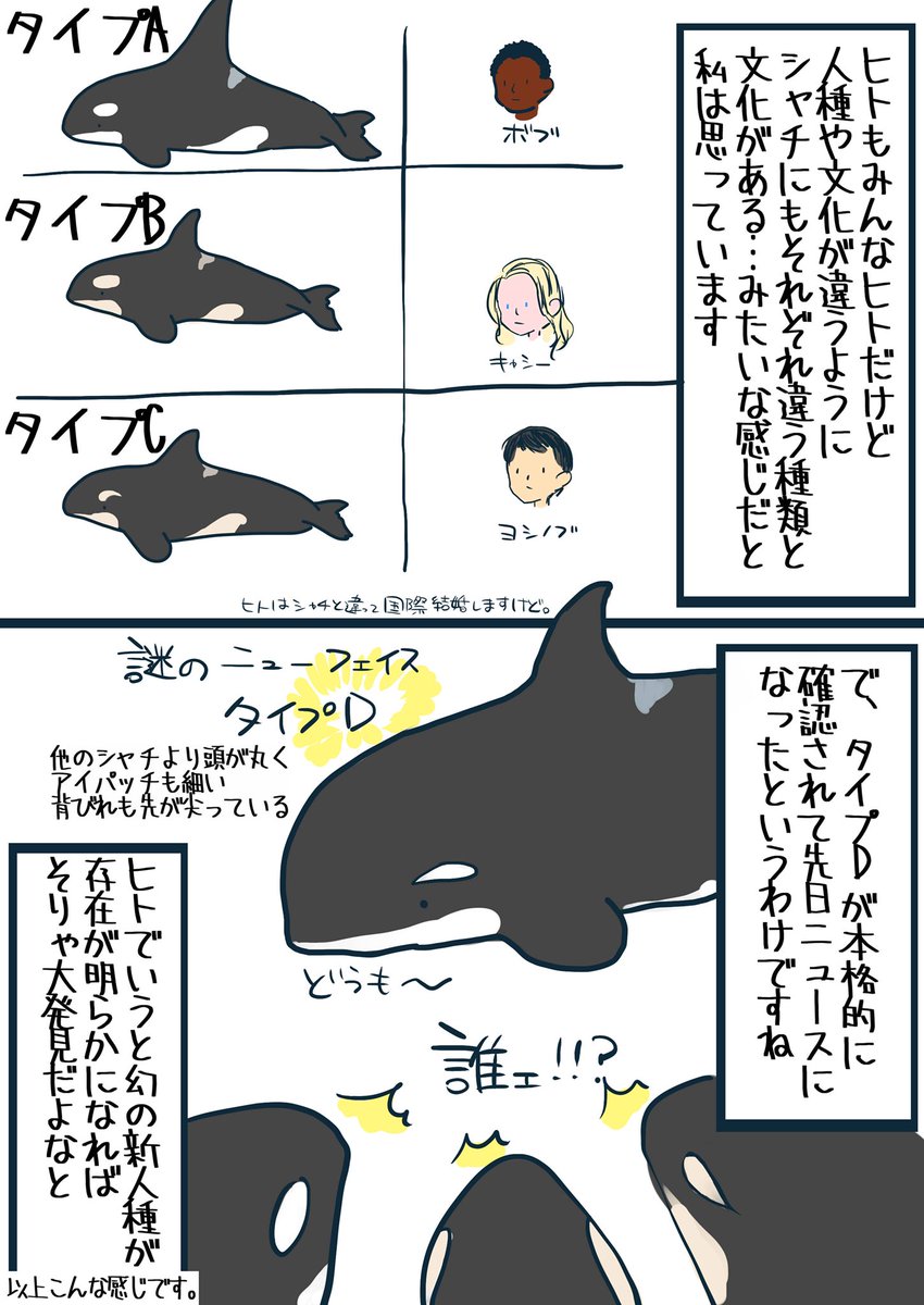 シャチのタイプの話について〜 私も別に研究者でもなんでもなくただのシャチ好き一般民なのでWikipedia参照に「たぶんこういうことだと思いますよ〜」て感じです 