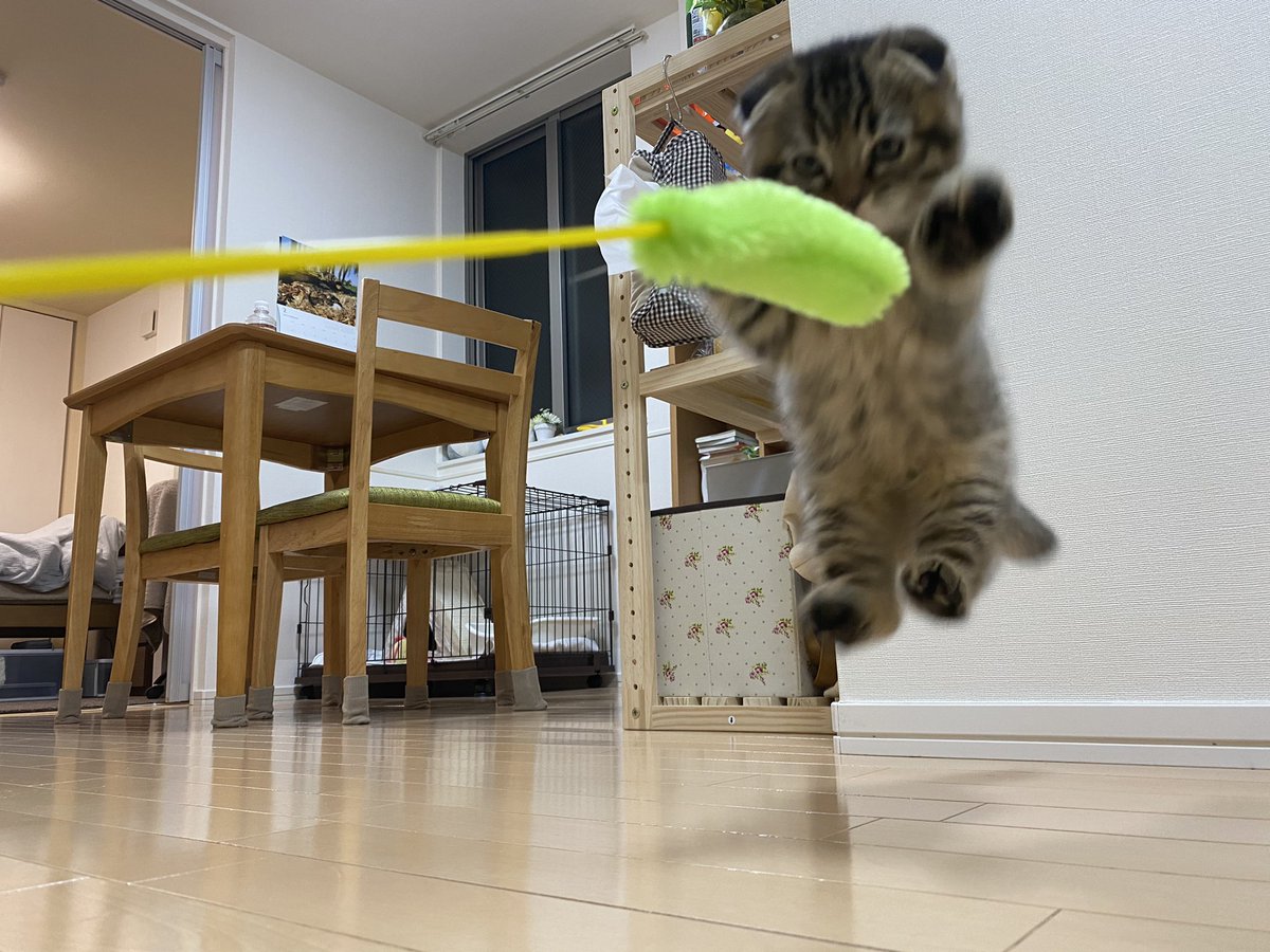 飛び方も可愛すぎるまつたけ 