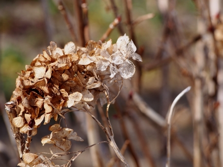 桜は散る 椿は落ちる 牡丹は崩れる 梅はこぼれる 菊は舞う 枯れ方の表現にも色々あるけどアジサイの”しがみつく”ってのが好き 色(心)が移ろい 少し毒があって 生きることにしがみつく 花びらは4枚(終い)で嫌われもの ほんとアジサイって人間っぽい