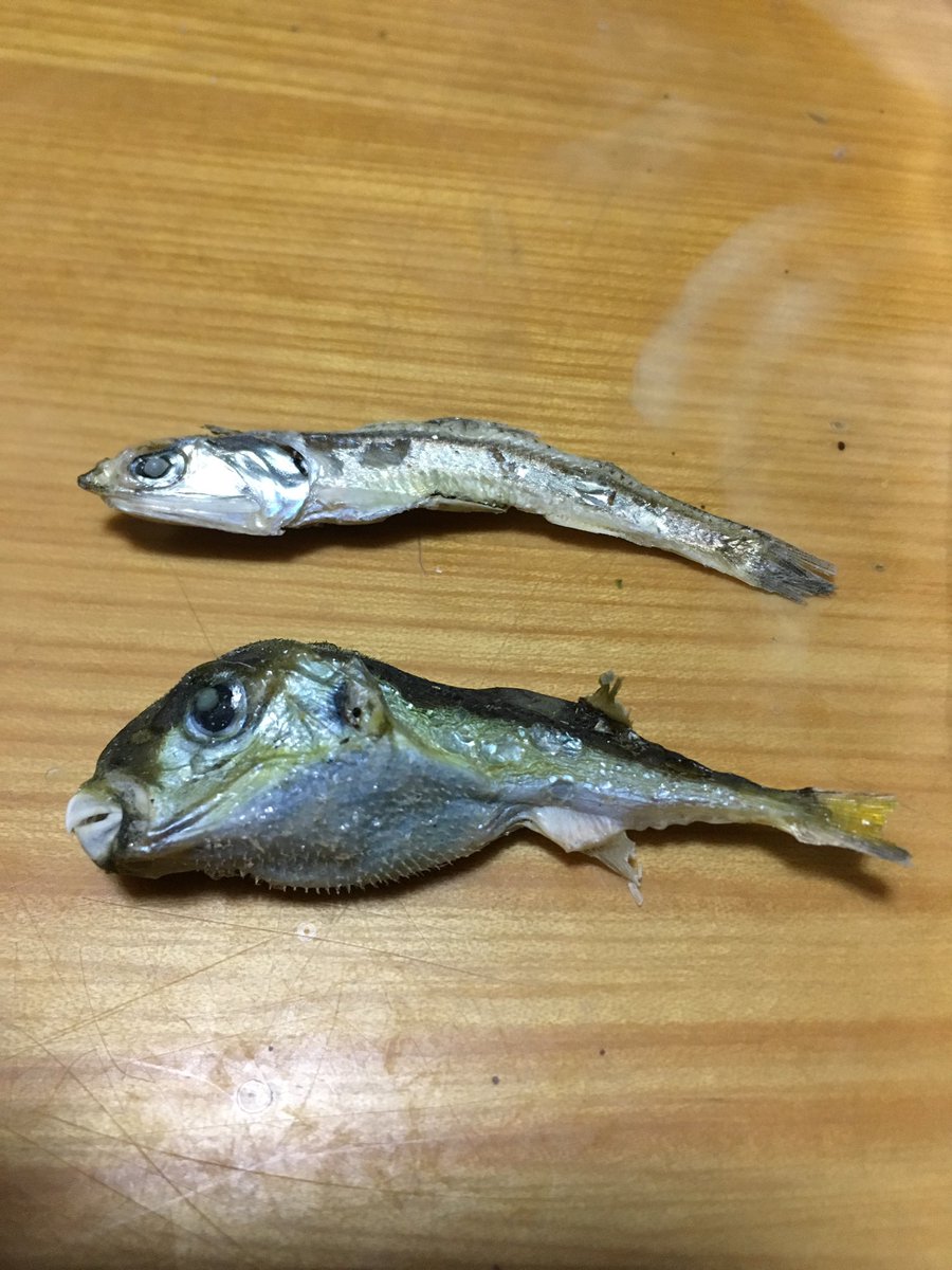 フグ入ってて草