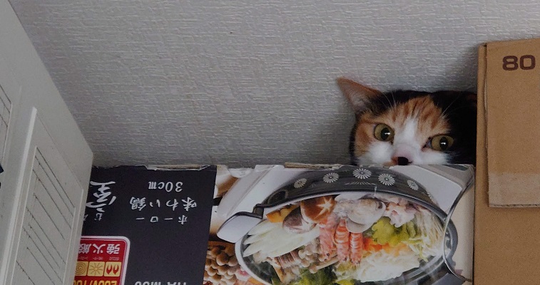 半日姿をくらましてた猫を冷蔵庫の上で発見した