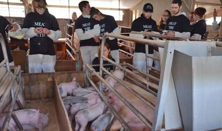 ヴィーガンは家畜を救出と称して畜産農場から強奪するだけではない