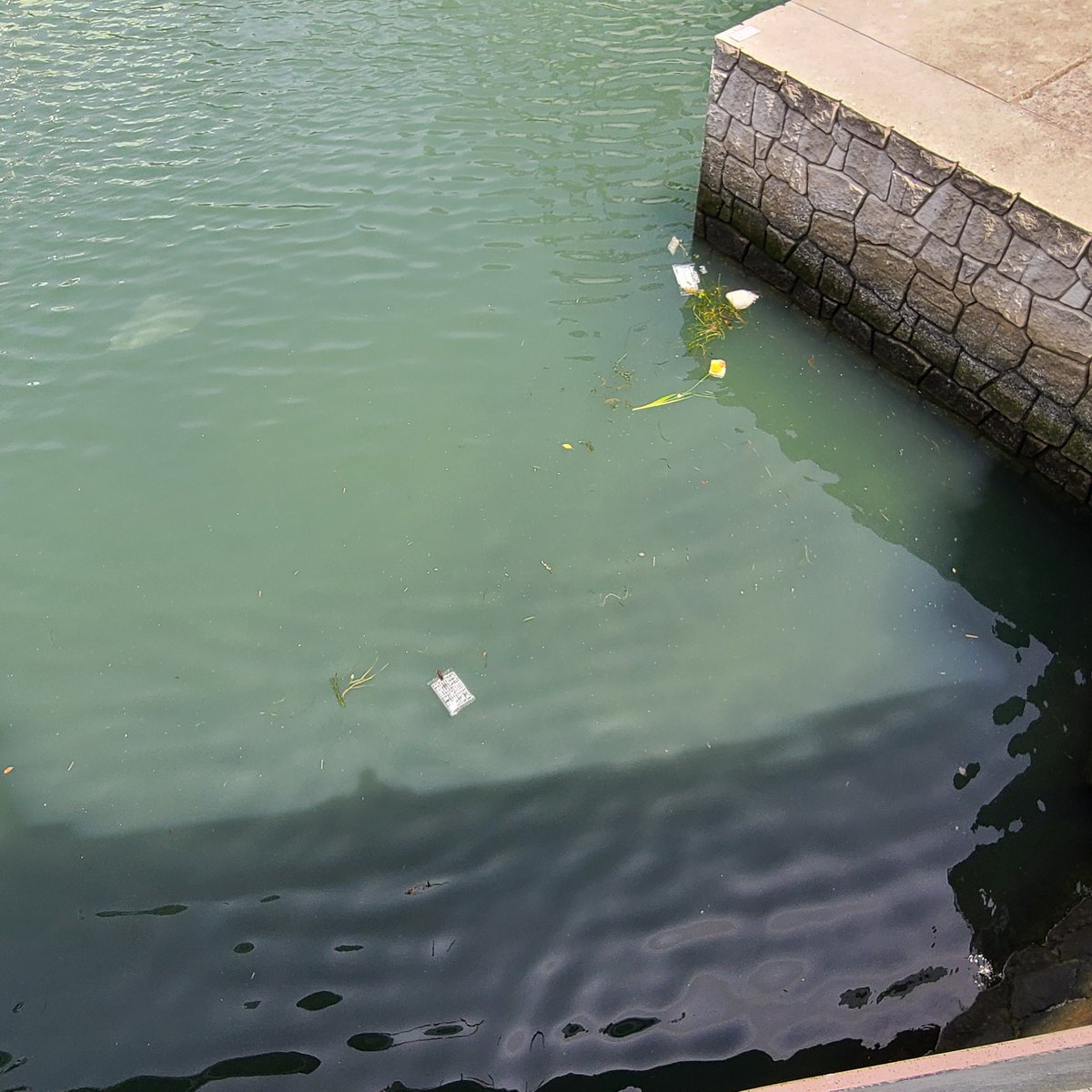 上流からガンプラコ、ガンプラコとガンプラが流れてきました。 