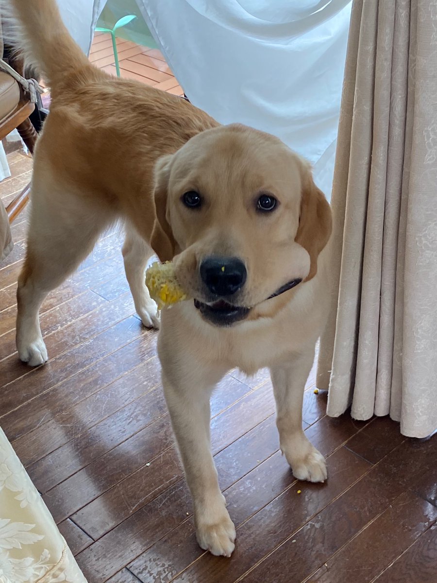 とうもろこし？ さぁ、僕は見てないけど？ 