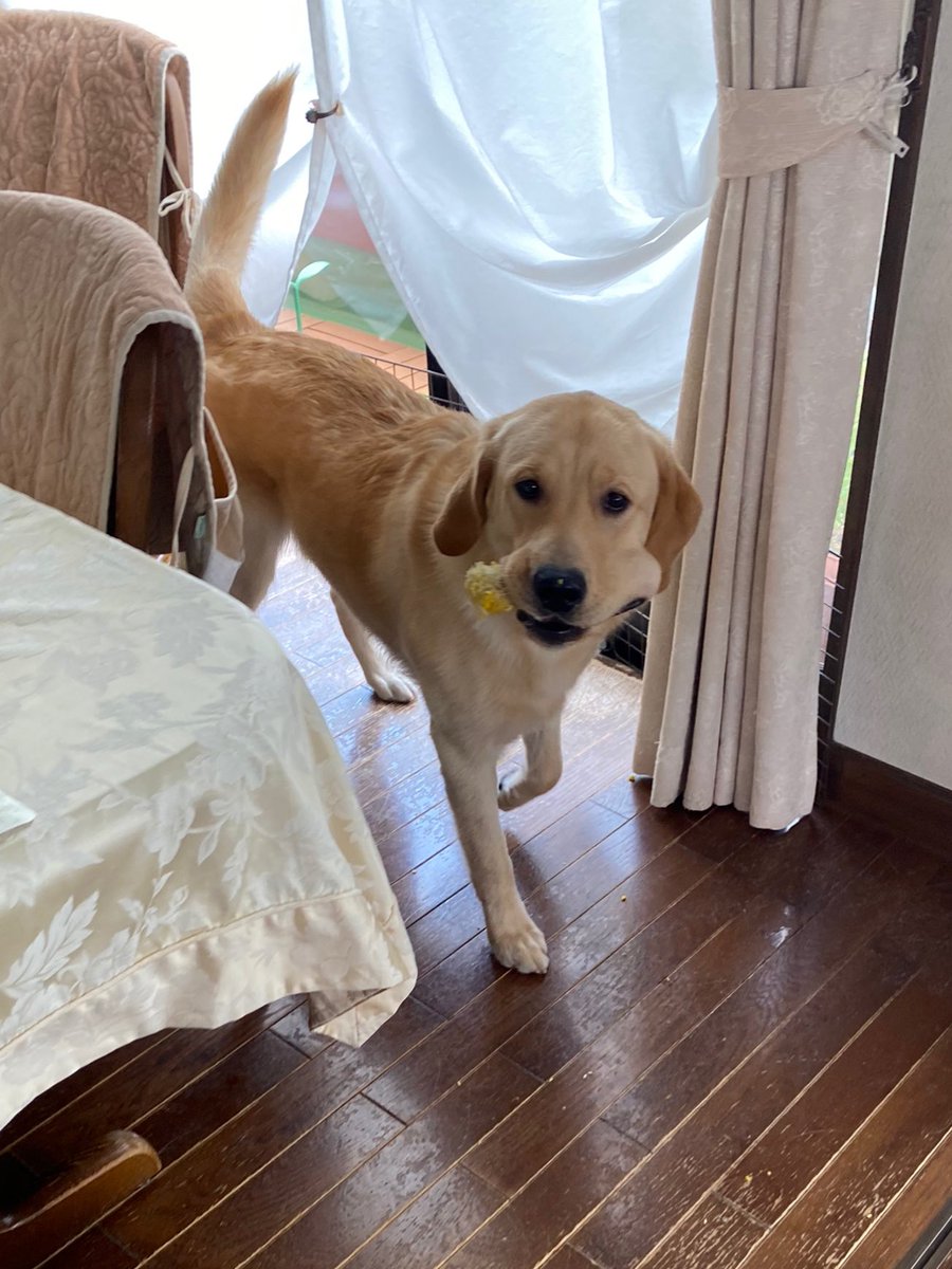 とうもろこし？ さぁ、僕は見てないけど？ 