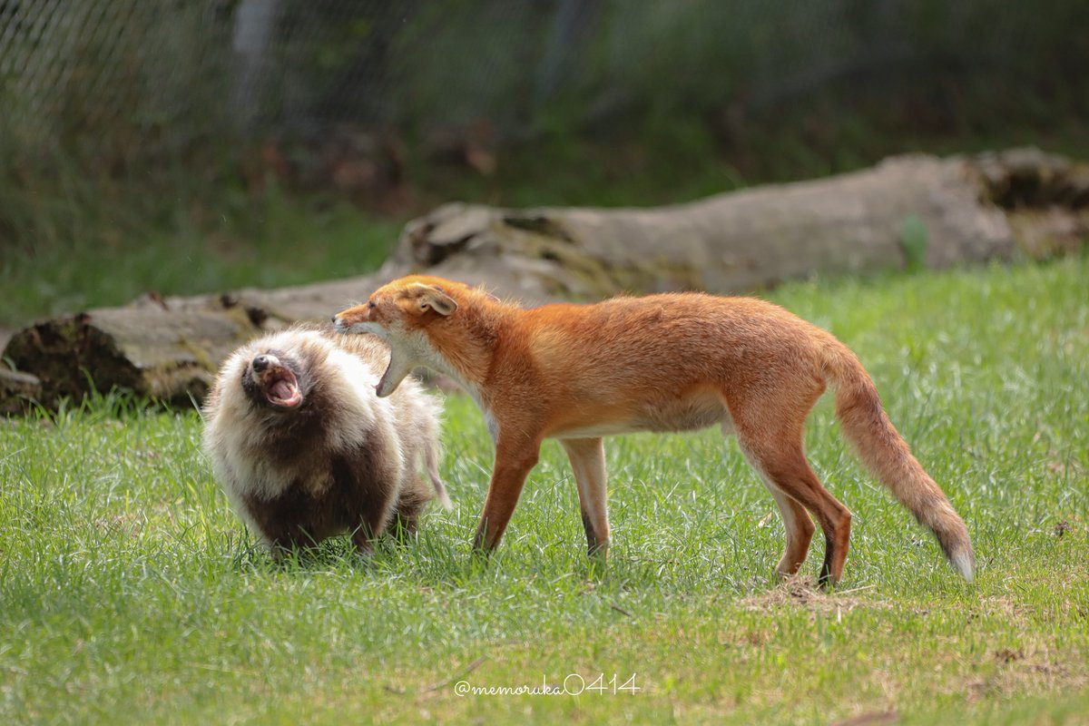 けんかを売られたたぬき  2021-7-6 #キタキツネ　 #北きつね牧場 