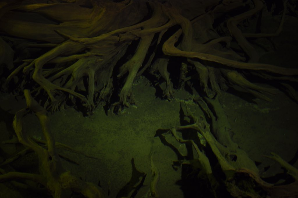 小学生の時以来でしたけど底知れぬこわさを感じてしまう私には