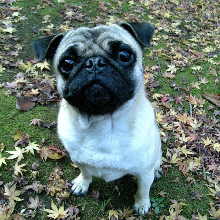 昔はこんなにパグだったのに、現在なにか違うものになってしまった 