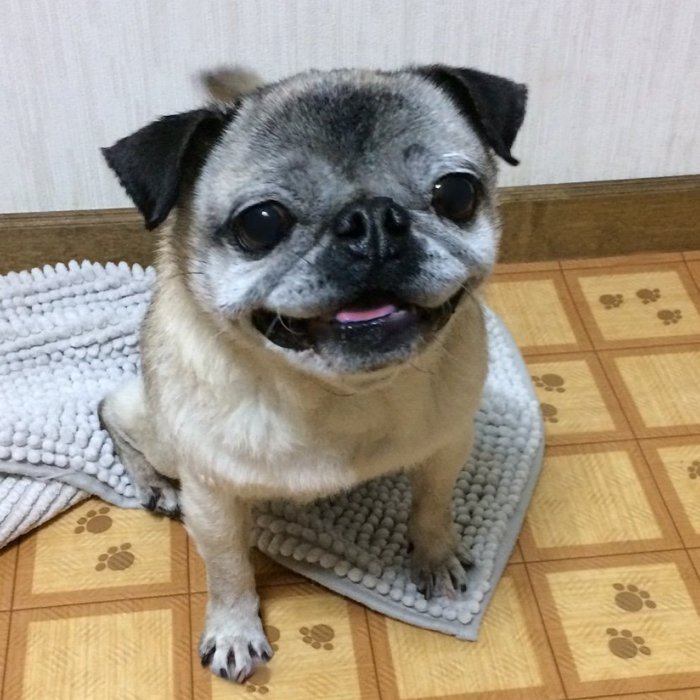 昔はこんなにパグだったのに、現在なにか違うものになってしまった