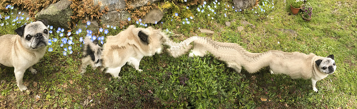 犬がパノラマ撮影の意味をわかってくれず、いつまでもついてきてしまう 